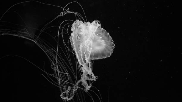 istock Black and White JellyFish Isolated Wallpaper 663913788