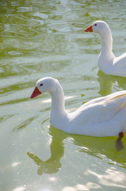 dwie gęsi pływające w wodzie - shelduck anseriformes duck goose zdjęcia i obrazy z banku zdjęć