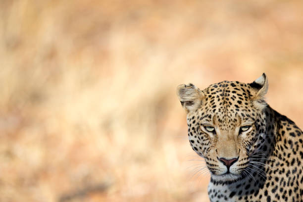 istock Portrait of a leopard 663917422