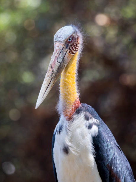 istock Image of a Lesser adjutant stork. wild animals. 663917476