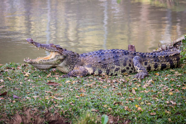 istock Image of a crocodile on the grass. Reptile Animals. 663917494