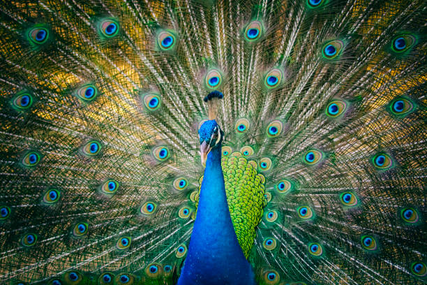 istock Image of a peacock showing its beautiful feathers. wild animals. 663917510