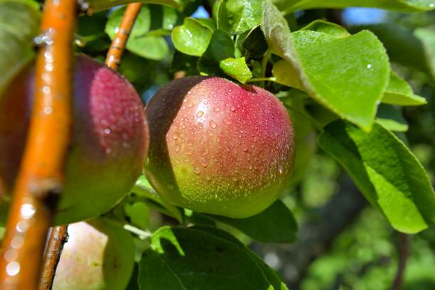 variétés de pommes du québec - spartan apple photos et images de collection