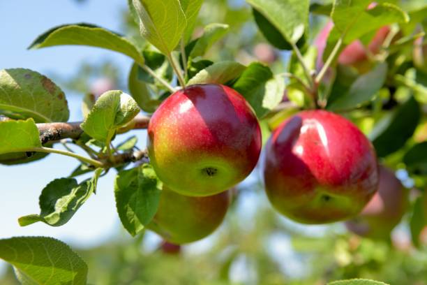 variétés de pommes du québec - spartan apple photos et images de collection