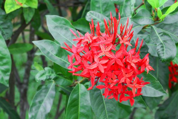 istock Ixora red flower spike beautiful  on the tree 663921690