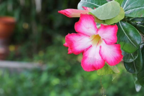 istock desert rose Tropical flower on a tree or Impala Lily beautiful 663921846