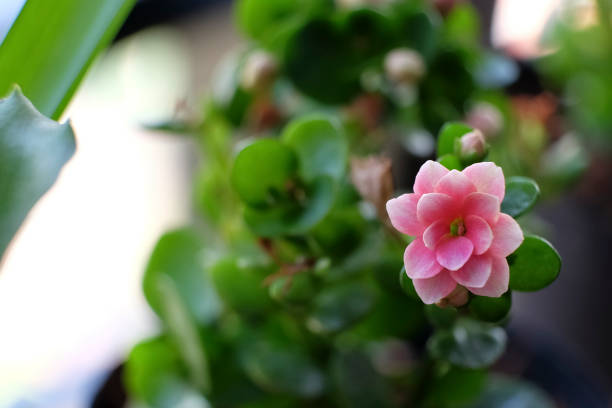 istock Pink Kalanchoe blossfeldiana 663924092