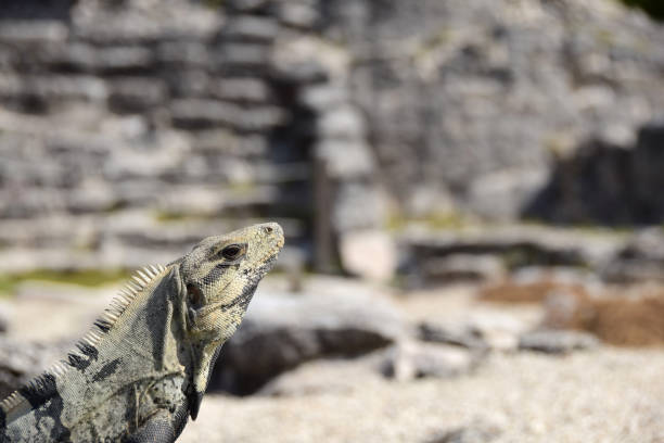 istock Iguana At El Rey Mayan Ruins In Cancun, Mexico 663924118