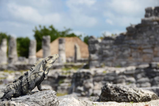 istock Iguana at the El Rey Mayan Ruins in Cancun, Mexico 663924132
