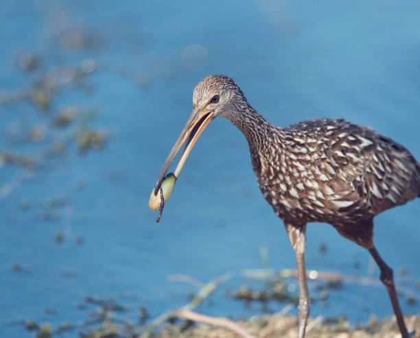 istock Limpkin eating a mussle 663924966
