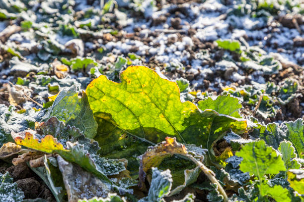 istock frozen leaves at the field 663925168