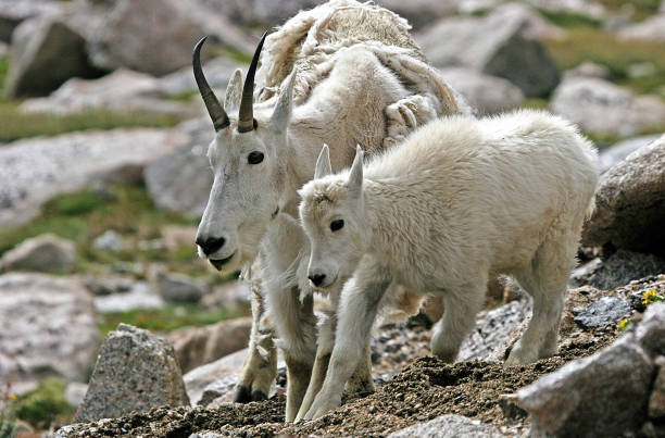 istock Mother and baby mountain goat (Oreamnos americanus) 663925258