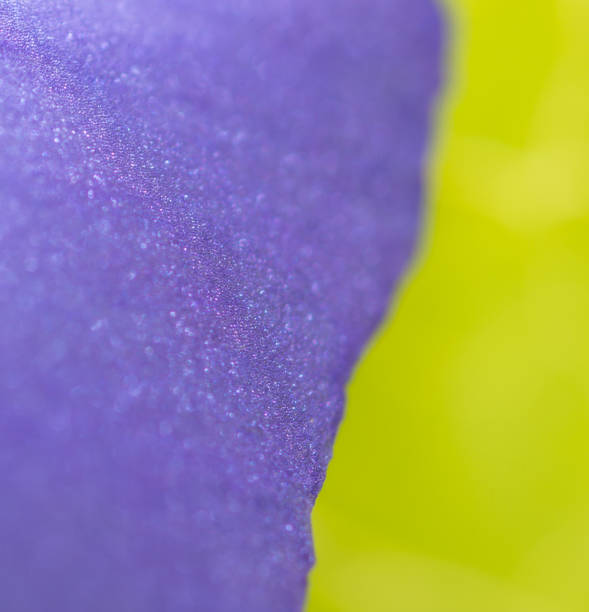 istock blue flower as a background. close 663925334