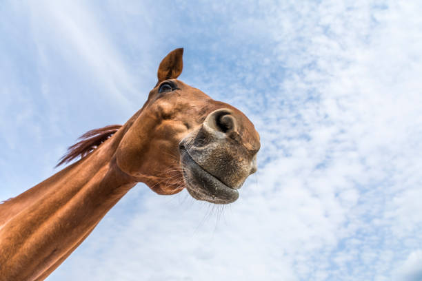 head and neck of horse under blue sky head and neck of horse against blue sky restraint muzzle photos stock pictures, royalty-free photos & images
