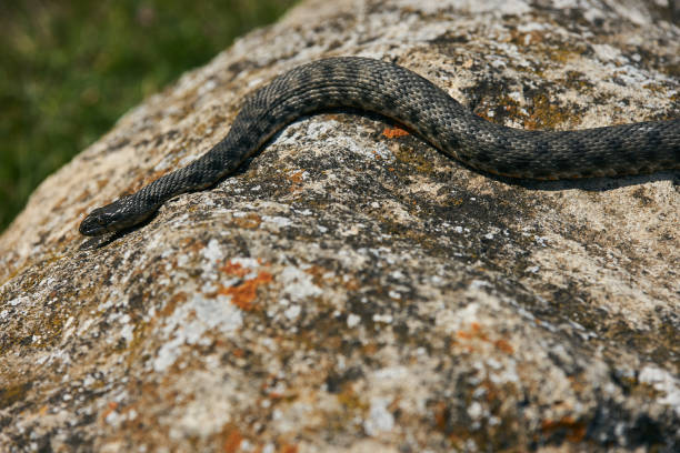 istock Big european Non venomous adder snake 663925562