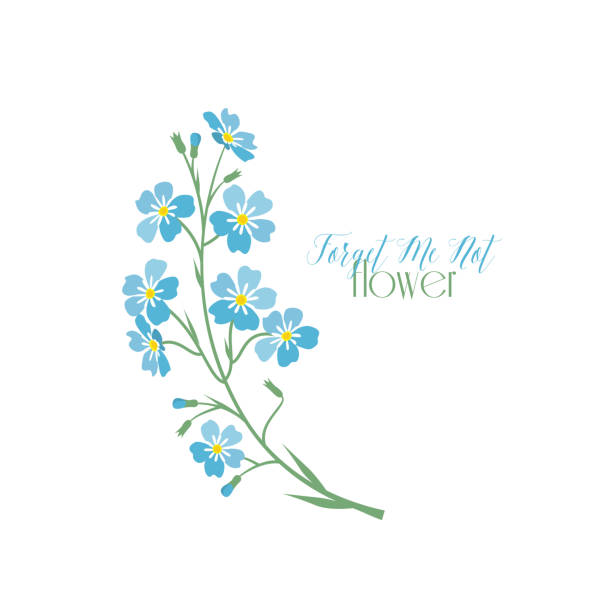 Vector blue forget me not flowers Vector illustration blue flowers. Branch of blue forget-me-not flowers forget me not stock illustrations