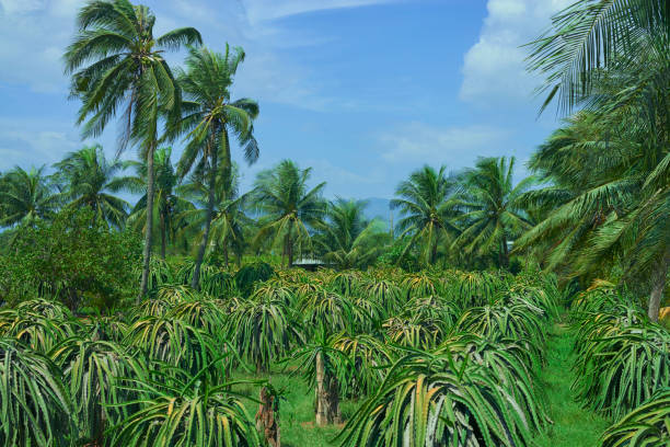 istock dragon fruit on plantation in Vietnam 663925922