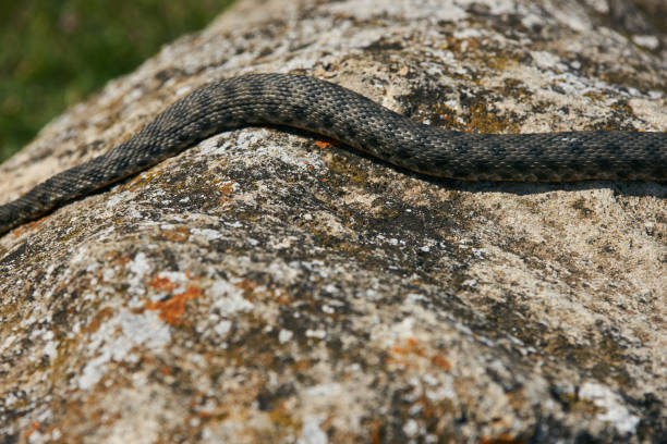 istock Big european Non venomous adder snake 663928040