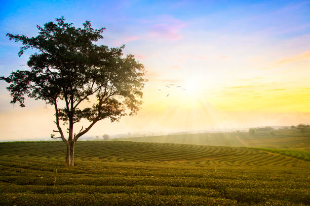istock Tea field at Chiangrai Thailand 663928444