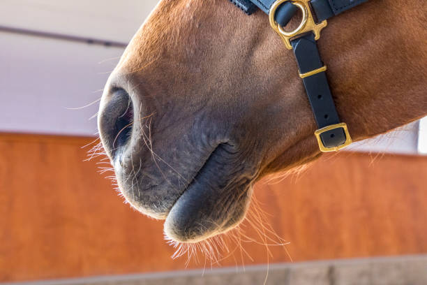 istock horse is trained in the riding hall 663928658