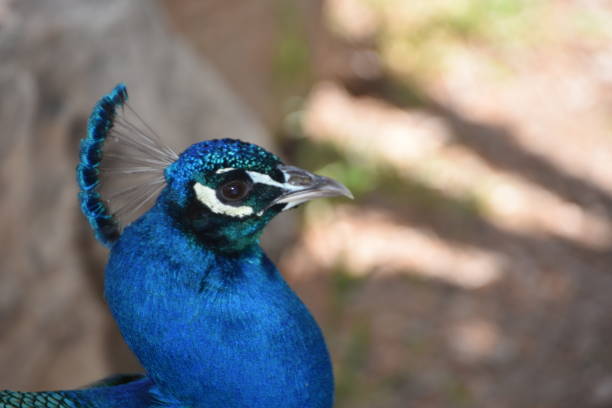 istock Portrait of a peacock 663932154
