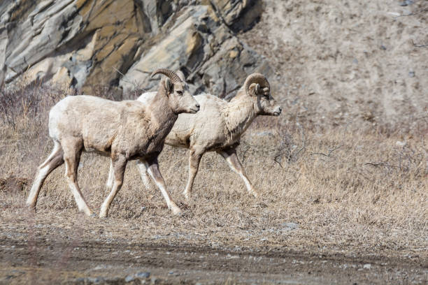 istock Ovis Canadensis, Bighorn Sheep, grazing 663934942