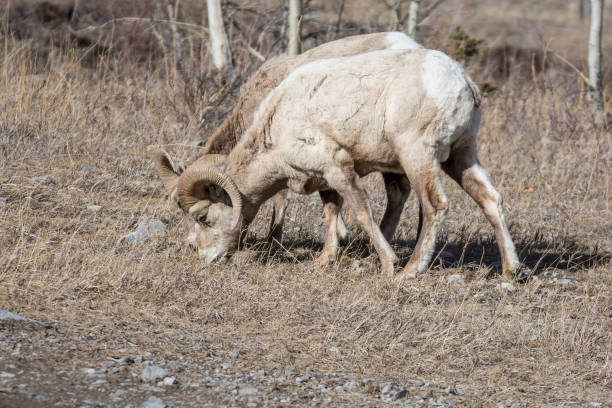 istock Ovis Canadensis, Bighorn Sheep, grazing 663935186