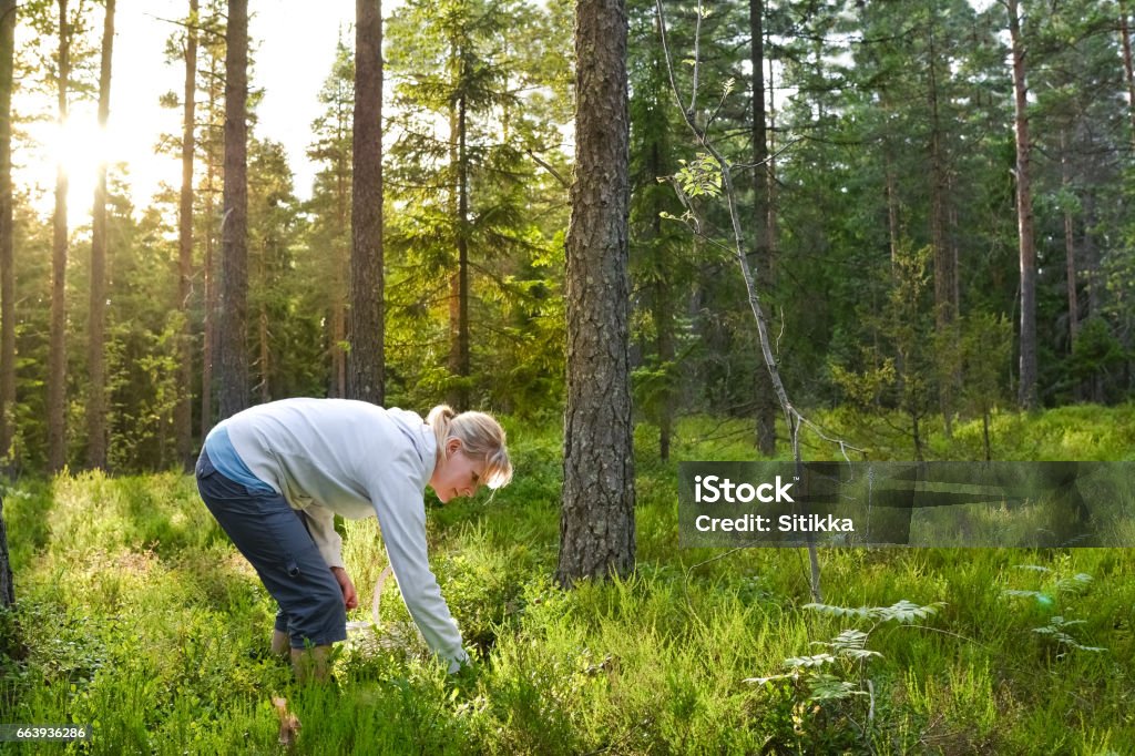 Woman picking berries and mushrooms Woman picking wild berries and mushrooms in national park forest in Finland Forest Stock Photo