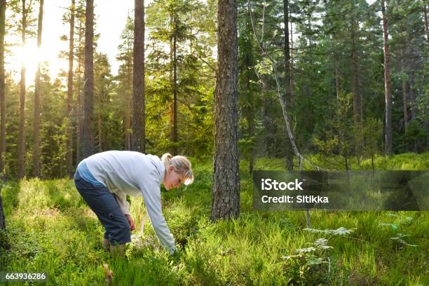 Woman Picking Berries And Mushrooms Stock Photo - Download Image Now - Forest, Finland, Edible Mushroom