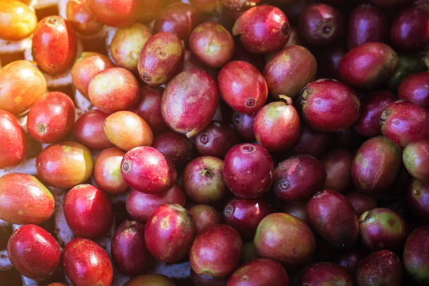 istock Red coffee beans, ripe and unripe berries 663940722