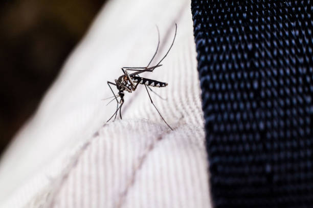 istock Real mosquito indicating dangerous disease 663941030