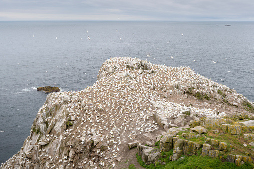 Northern Gannet (Morus bassanus) colony, in flight and nesting on cliffs, Saltee Islands, Ireland