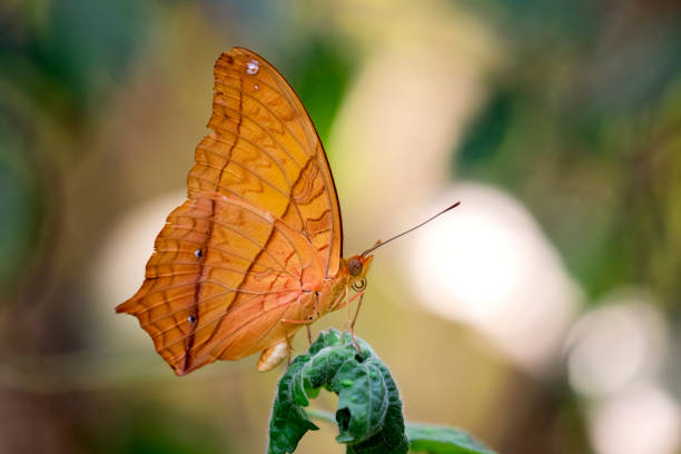 istock Image of butterfly (Vindula erota erota) on nature background. Insect Animals. 663944726