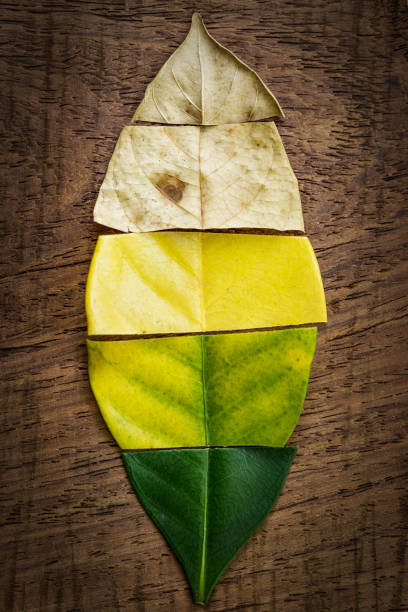 Creative layout of colorful autumn leaves. Flat lay on wooden background  Season concept.