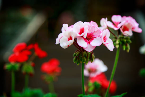 istock Flower in the garden 663948170