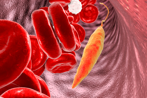 Promastigotes of Leishmania parasite which cause leishmaniasis in blood with red blood cells and leukocytes, 3D illustration