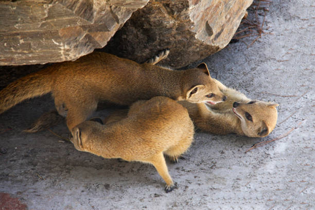 istock Three meerkat resting and play under a rock 663948210