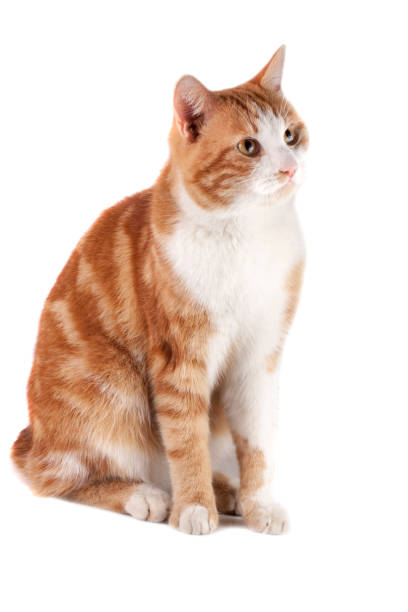 istock red cat sitting and waiting isolated on white background 663948520