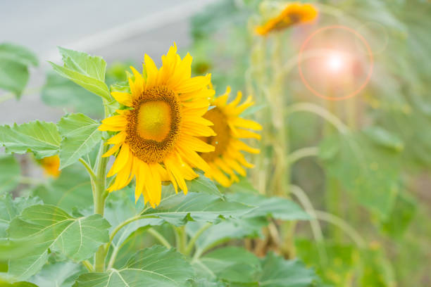 istock Bright yellow sunflower on green sunny background 663948724