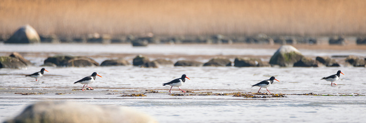 Eurasian oystercatcher, (Haematopus ostralegus) are involved in a race. Motion blur. No bird is really sharp, sad to say...