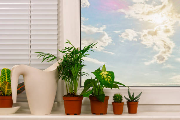 istock The plants in the background of the plastic box 663957746