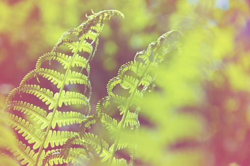 Spring bright green fern background shallow depth of field. Vintage effect