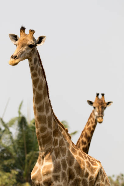 istock Image of a giraffe on nature background. Wild Animals. 663959932