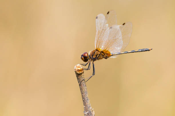 istock mage of dragonfly perched on a tree branch on nature background. Insect Animals. 663959954