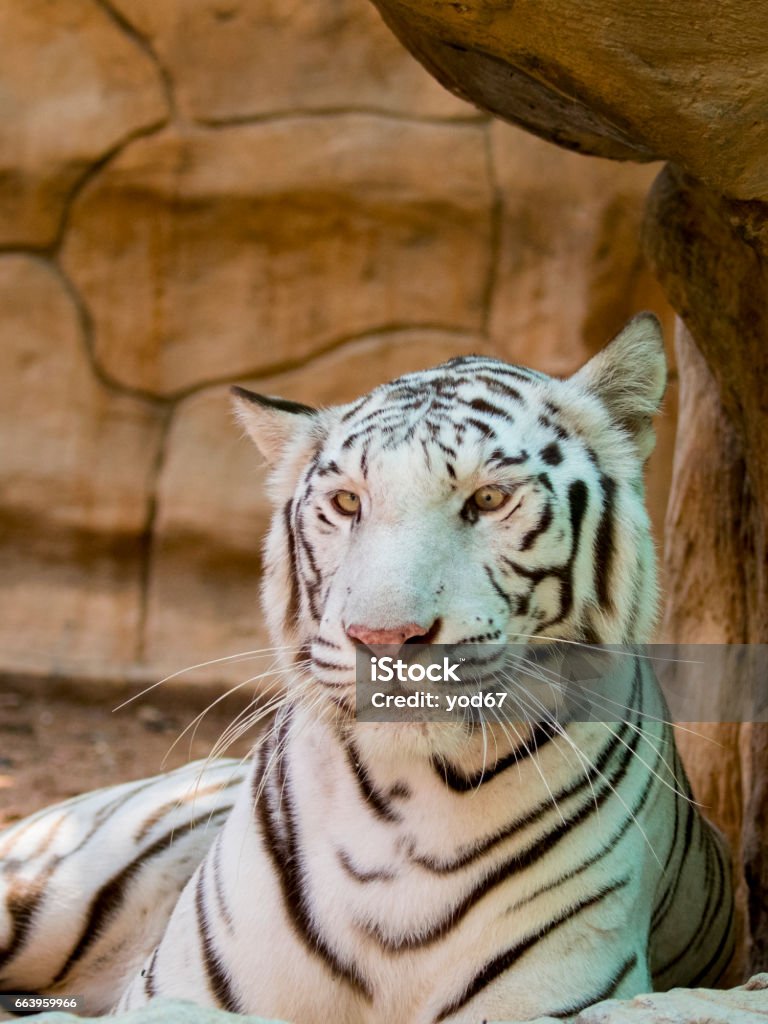Image Of A White Tiger On Nature Background Wild Animals Stock Photo - Download Image Now - iStock Image Of A White Tiger On Nature Background Wild Animals Stock Photo - Download Image Now - iStock