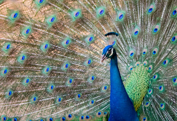 istock Image of a peacock showing its beautiful feathers. wild animals. 663959980