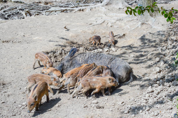istock Wild boar sucks their young offspring, piglet's, sow 663960042