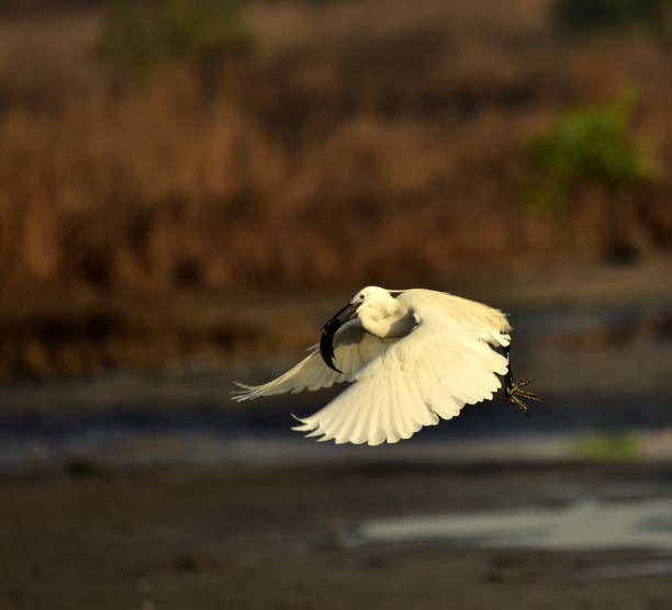 istock Little Egret with the kill in Mumbai 663963888