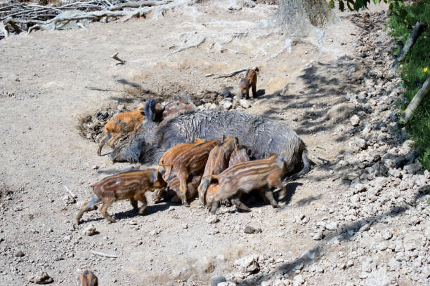 istock Wild boar sucks their young offspring, piglet's, sow 663965090
