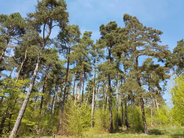 Pine forest; Pinus; sylvestris; National Park; Kellerwald-Edersee